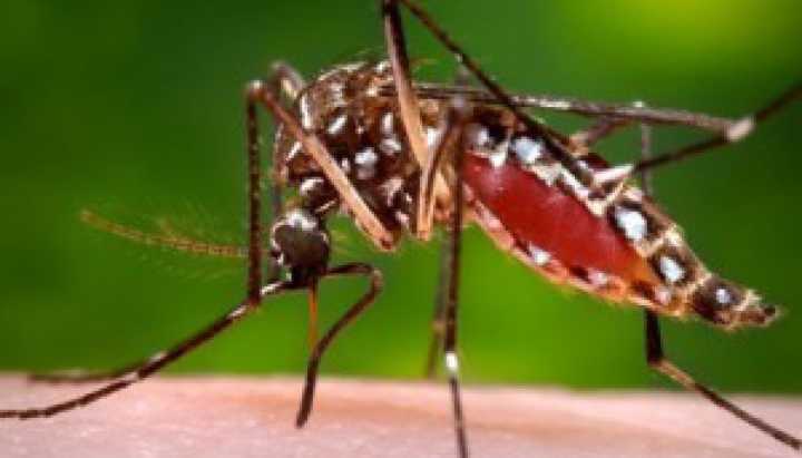 Mosquitos in McHenry and DuPage counties test positive for West Nile virus