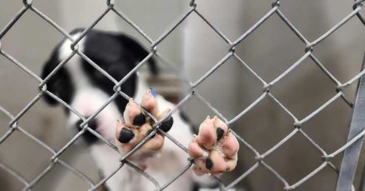 As pet surrenders spike, humane societies remind owners about resources