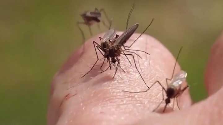 Protecting yourself from mosquitoes this summer season
