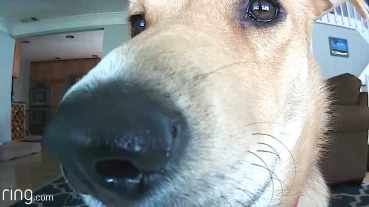 Ohio Senate Approves Bill to Expand Veterinary Telehealth Services