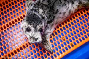 Seal Pup Rescued In Homer, Among 3 In Critical Condition At Alaska SeaLife Center