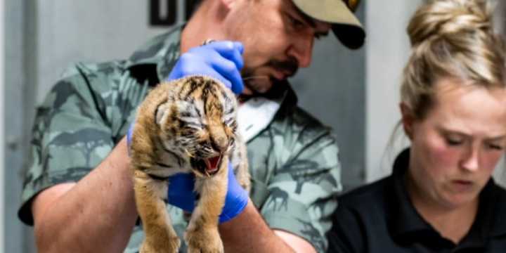 Roosevelt Park Zoo celebrates latest birth of endangered Amur tigers