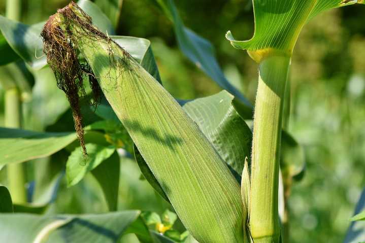 Pennsylvania sues US Department of Agriculture over funding cuts