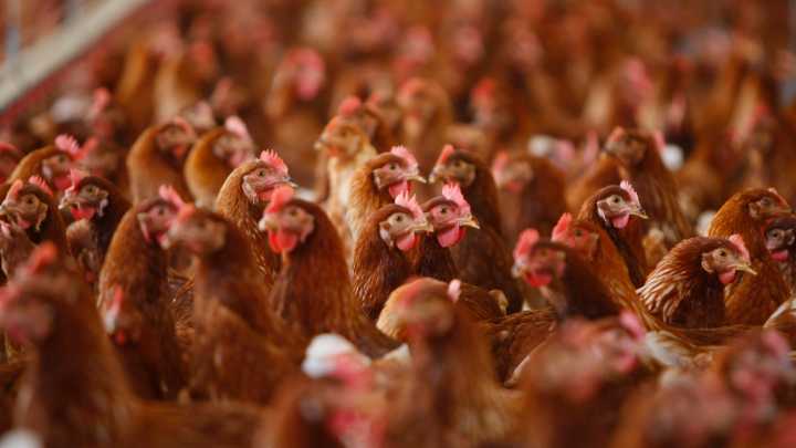 Cage-free hen mandate returns to Nevada as egg prices fall