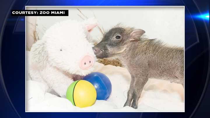 Meet ‘Piggy Sue’, Zoo Miami’s newest baby