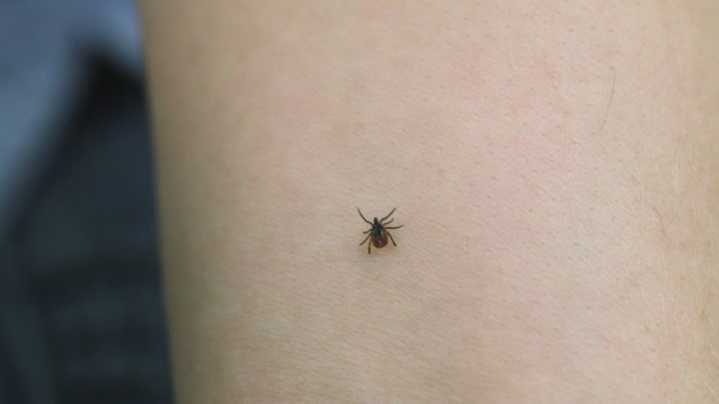 Consumer Reports: How to keep your yard tick
