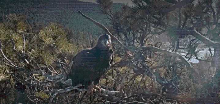 Taking to the sky: Big Bear Valley eaglets Gizmo and Sunny take first flights