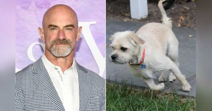 Christopher Meloni Shares Emotional Goodbye To HIs Rescue Dog Scotty