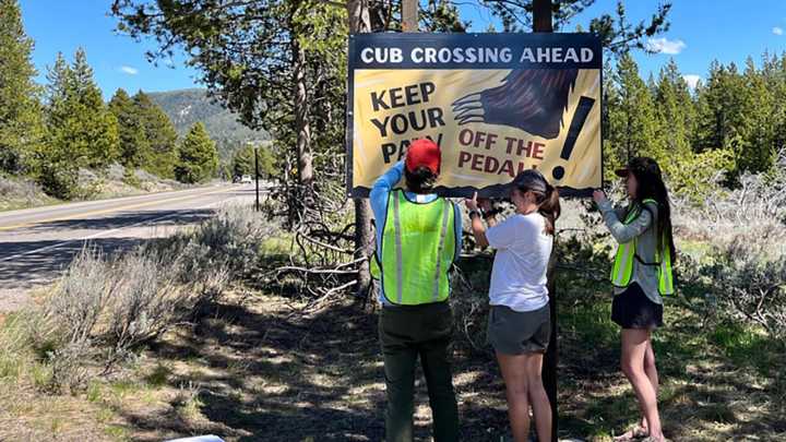 ‘Sad Bear’ Signs Target Stretch Of Highway Where Grizzlies Keep Getting Hit