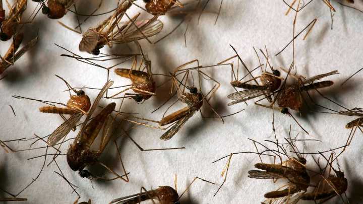 Mosquitoes in McHenry, DuPage counties test positive for West Nile