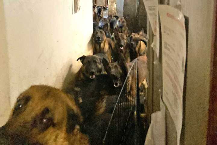 NYPD Finds 48 Dogs Living in Squalor in 1-Bedroom Apartment: 'Surrounded by Filth'