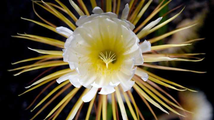 Once a year the "Queen of the Night" Bloom Party