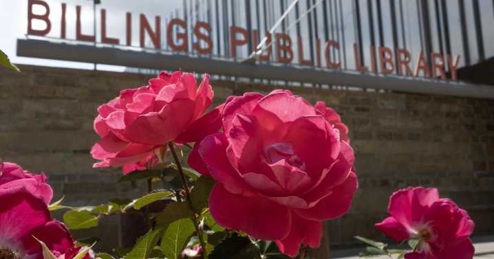Photo: Champlain Roses in bloom at the library