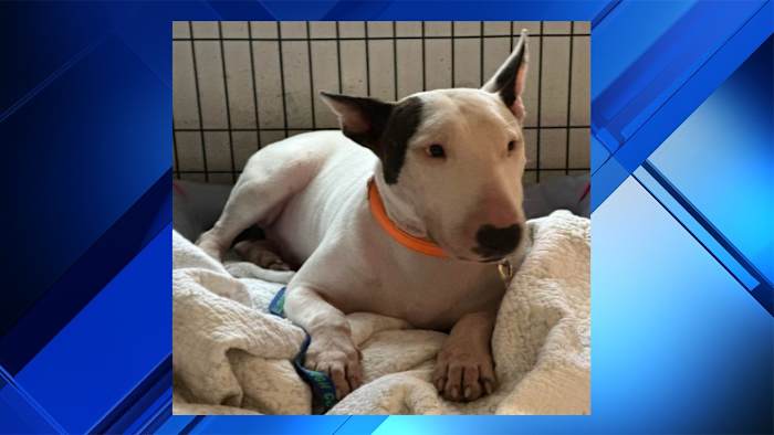 Orange County urges owners to prepare emergency plans for pets during hurricane season