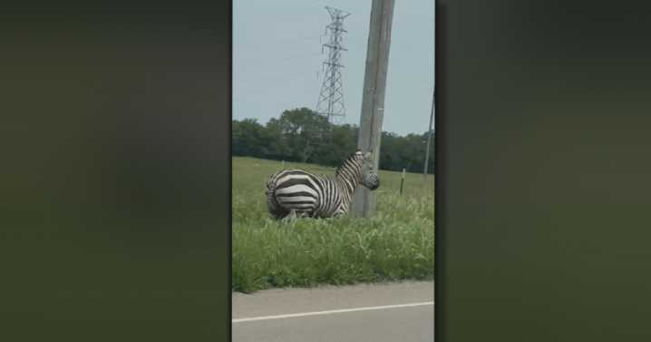 Zebra goes viral after escaping from owner in Rutherford County; companion Stripes is safe