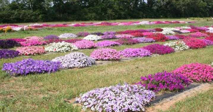 Overton AgriLife Extension hosts East Texas Annual, Perennial Plant Trail