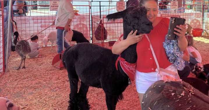 4-H and Future Farmers of America showcase animals and petting zoo provides interactive experience at the San Mateo County Fair