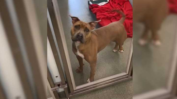 Sorrowful Dog Spent 400 Days In The Shelter Watching Her Friends Leave While Everybody Ignored Her