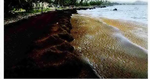 Record amount of seaweed hits Caribbean