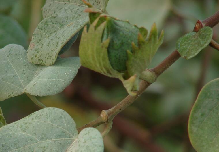 Plant of the Month for June 2025 – Ma’o (Hawaiian Cotton)