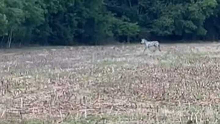 Zebra on the loose spotted by deputies near Christiana