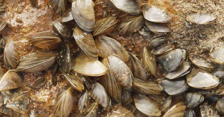 Clean As You Go: Boaters reminded to clean, drain and dry to protect Texas waters