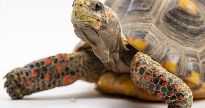Fernbank Museum debuts 'Turtles' exhibit about turtles, tortoises June 7