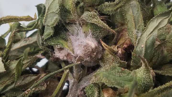 Chinese researchers charged in US fungus smuggling