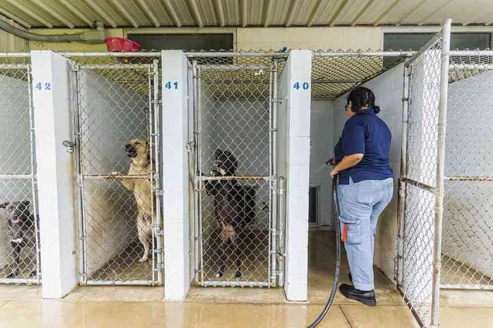 Rogers seeks designs for new animal shelter while repairing current building