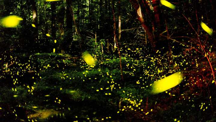 Why seeing fireflies in Wilmington sometimes requires a…