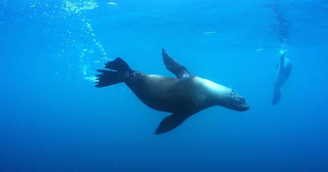 Nature: Chilean marine reserve