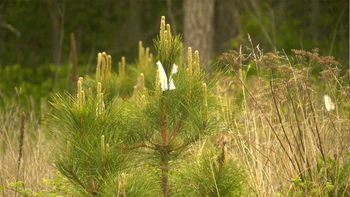 Crow Wing County Completes Annual Tree