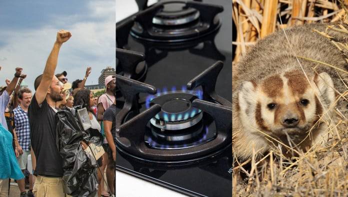 Report: Millennials More Open To Socialism, Touching Hot Stove, Sticking Face In Sack Full Of Badgers