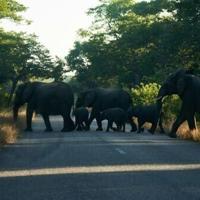 Zimbabwe to cull elephants and distribute meat to people