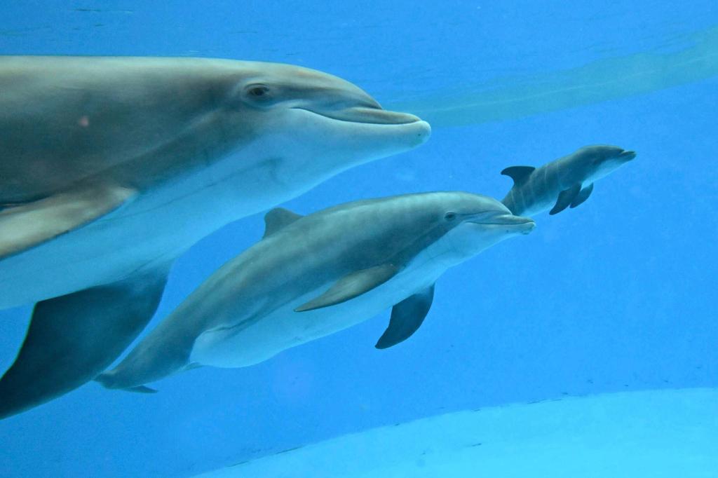Emotivo nacimiento de delfín en zoológico de Chicago con ayuda de otra madre