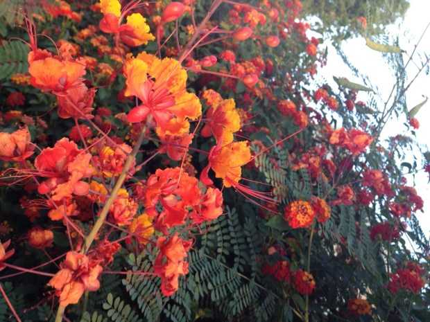Celebrating the fiery yellow, orange and reds of these low