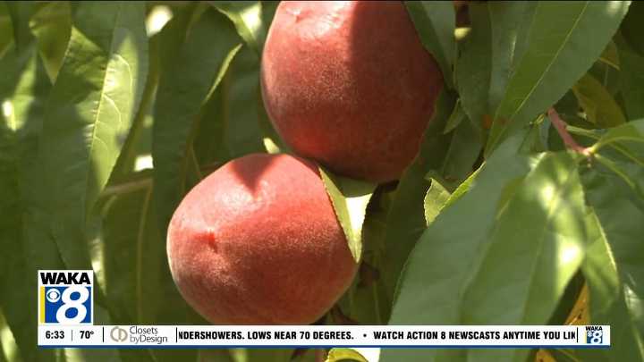Peach season arrives in Chilton County