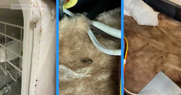"Child endangerment": former Boise teacher alleges years of rodent contamination