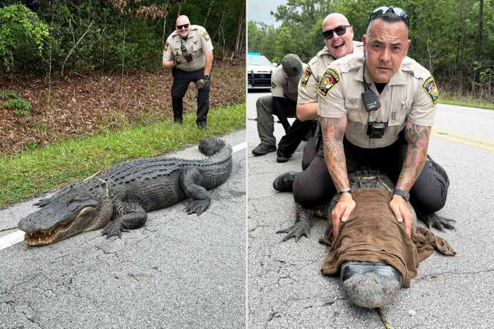 400-Pound Alligator Caught By Local Police, Charged with 'Suspicion of Being a Dinosaur'