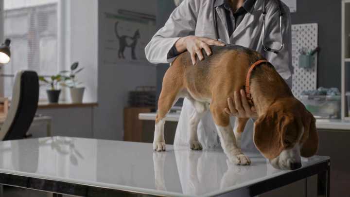 Parvovirus outbreak in F-M area puts puppies at risk