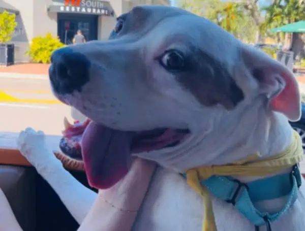 Florida "MEGA" Adoption Event Aims To Find Homes For 2,000 Pets