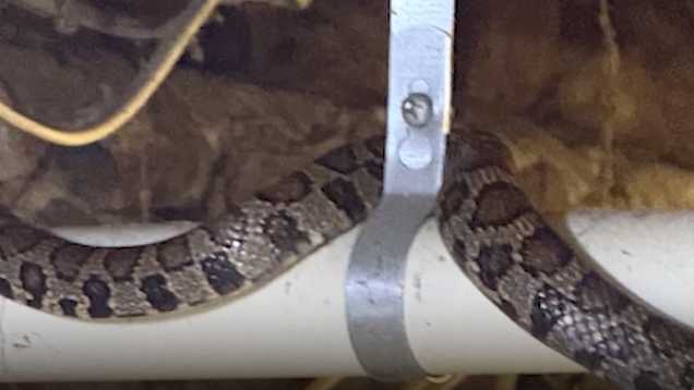 Massachusetts family calls police after finding snake in their home