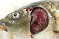 Outbreaks of Koi herpesvirus (KHV) disease in 2025