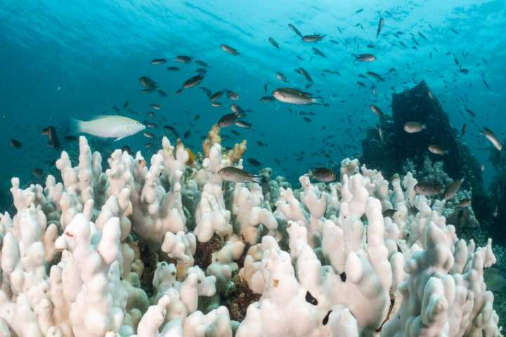 Some Hopeful News About the Future of the World’s Corals
