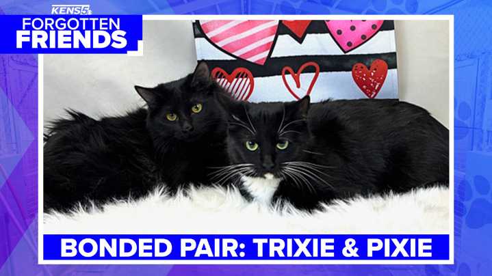 Adopt Trixie and Pixie from Kerrville shelter