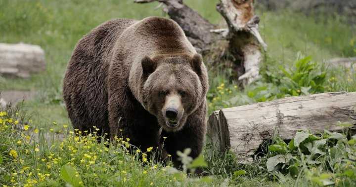 Texada woman launches campaign to save island’s lone grizzly bear