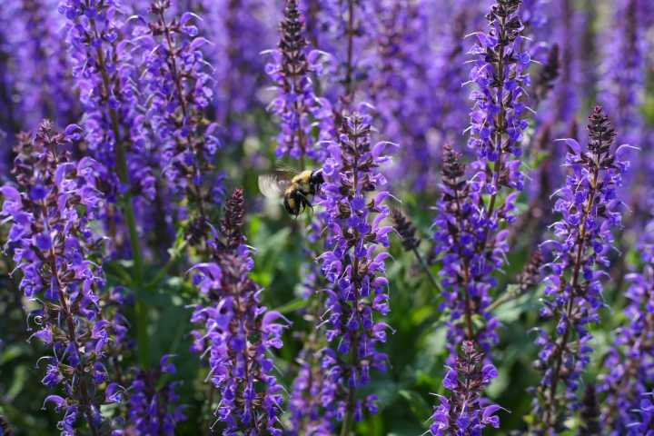 Perennials add color to early summer landscapes and flowerbeds