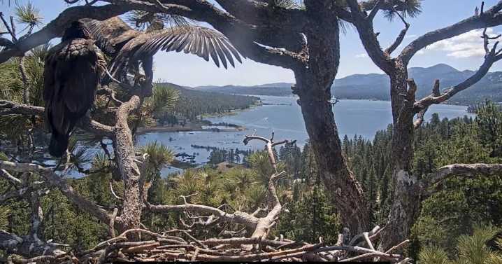 Big Bear eaglet Sunny flies the nest. See the bittersweet moment