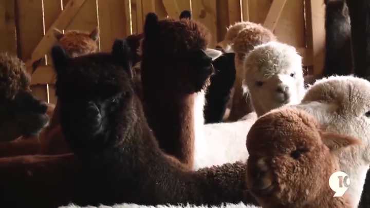 2025 Vacation Guide: Crystal Lake Alpaca Farms