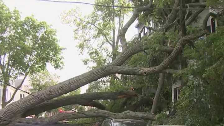 Large tree down in South Boston